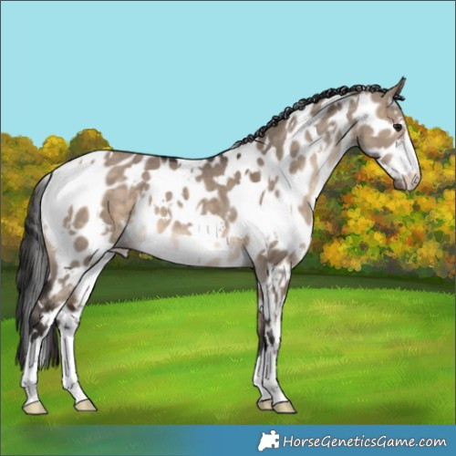 Horse Color:White Spotted Bay Dun Appaloosa 
