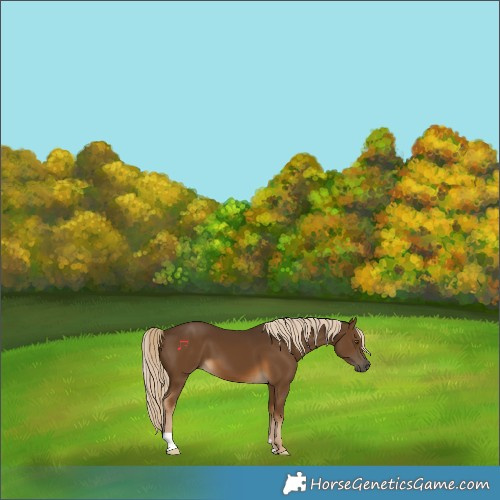 Horse Color:Chocolate Palomino 