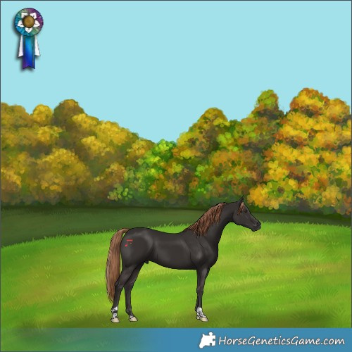 Horse Color:Liver Chestnut Tobiano