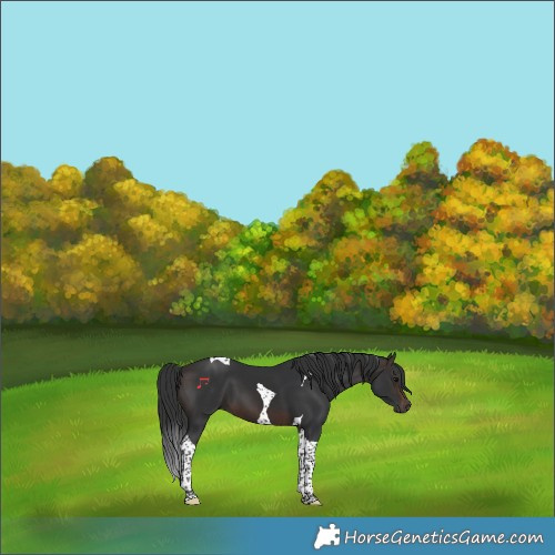 Horse Color:Brown Tobiano