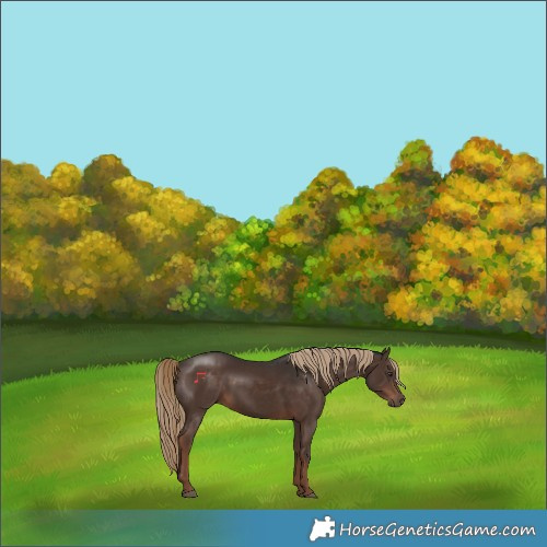 Horse Color:Liver Chestnut 