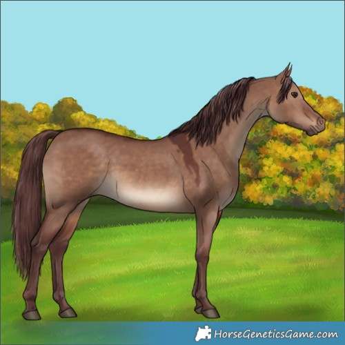 Horse Color:Chocolate Brown Dun