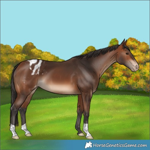 Horse Color:Bay Appaloosa