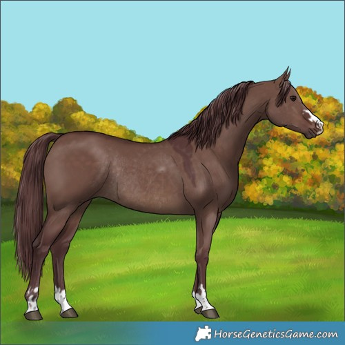 Horse Color:Chocolate Brown Dun Rabicano