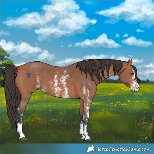 Horse Color:Bay Sabino