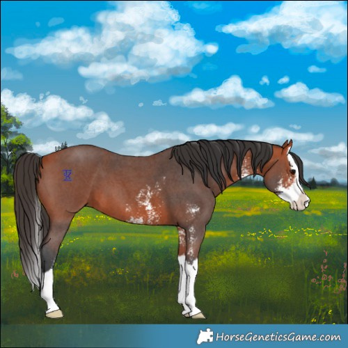 Horse Color:Bay Sabino Splash 