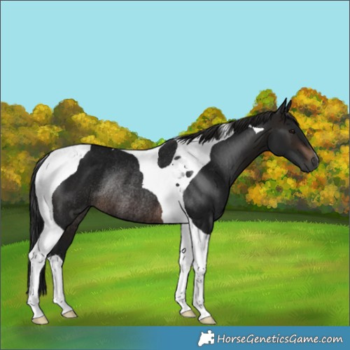 Horse Color:Gray Brown Tobiano Rabicano 