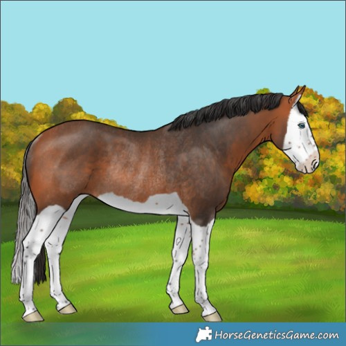 Horse Color:Bay Splash Rabicano 