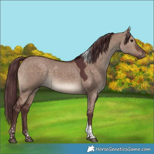Horse Color:Chocolate Brown Dun Tobiano