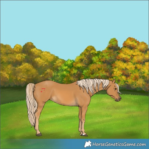 Horse Color:Palomino