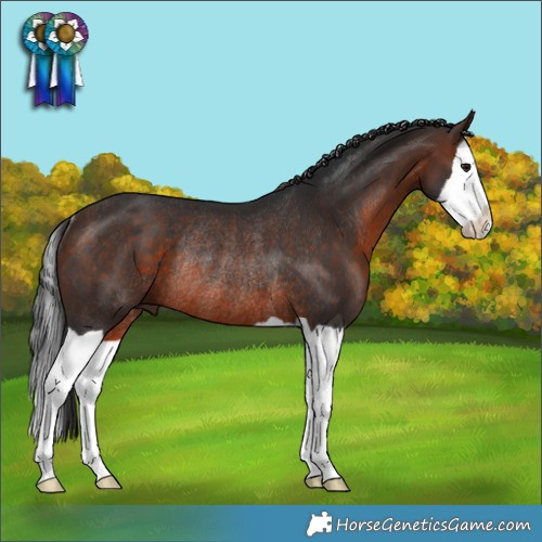 Horse Color:Brown Splash Rabicano