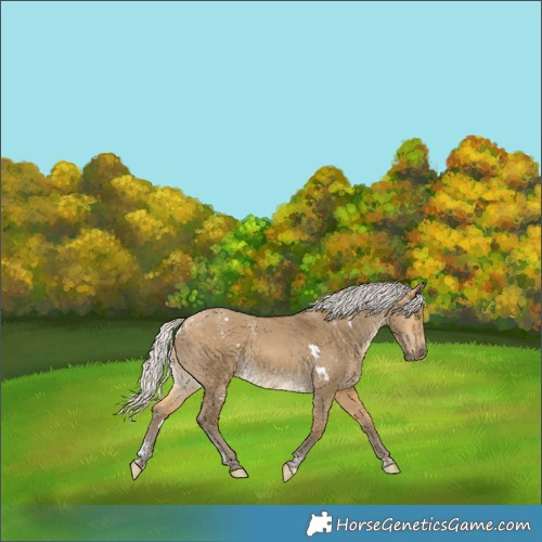 Horse Color:Powder White White Spotted Silver Buckskin Dun Brindle