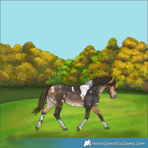 Horse Color:White Spotted Buckskin Tobiano