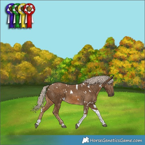 Horse Color:White Spotted Chocolate Palomino Tobiano