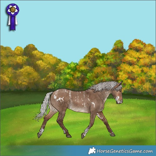 Horse Color:Powder White White Spotted Silver Bay Dun 