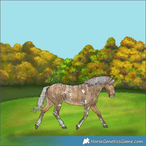 Horse Color:Powder White White Spotted Silver Buckskin Dun Brindle 