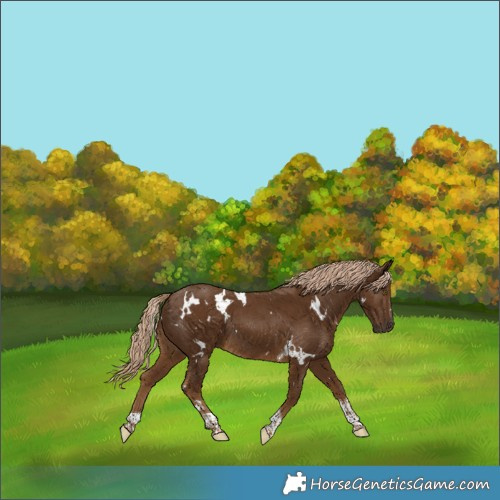 Horse Color:White Spotted Chocolate Palomino Tobiano