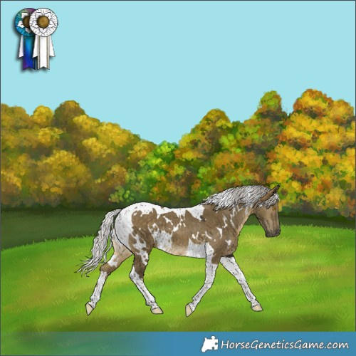 Horse Color:White Spotted Silver Buckskin Dun Tobiano