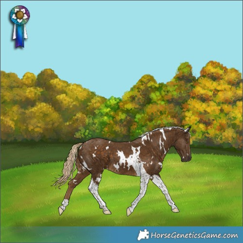 Horse Color:White Spotted Chocolate Palomino Tobiano 