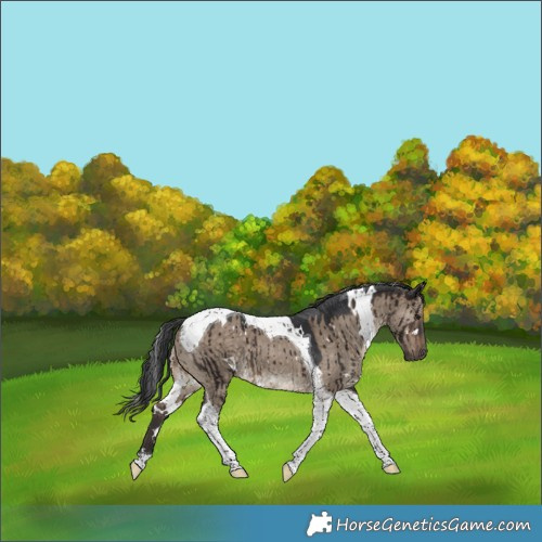 Horse Color:White Spotted Brown Dun Tobiano Brindle