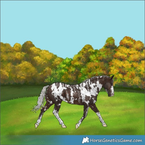 Horse Color:Powder White White Spotted Silver Bay 