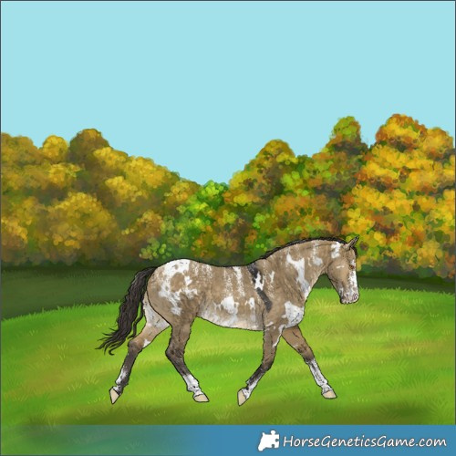 Horse Color:Powder White White Spotted Buckskin Dun