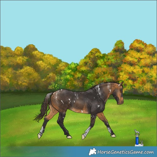 Horse Color:Powder White White Spotted Buckskin