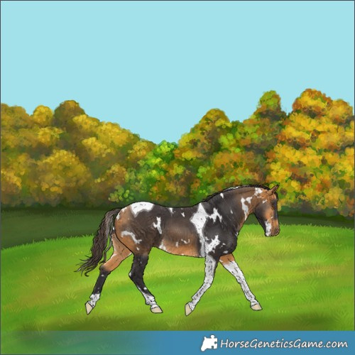 Horse Color:White Spotted Buckskin Tobiano