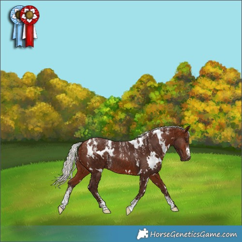 Horse Color:Powder White White Spotted Silver Bay