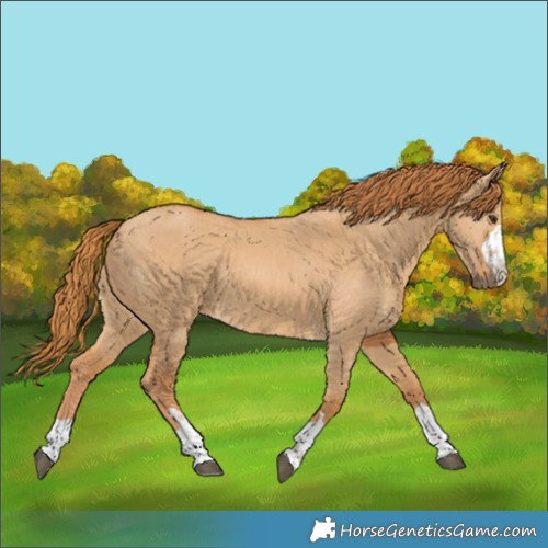 Horse Color:Red Dun 