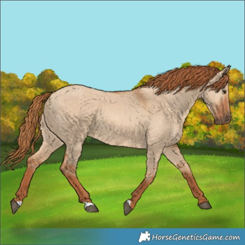 Horse Color:Red Dun 