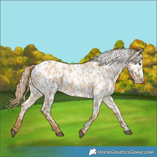 Horse Color:Red Dun Leopard 