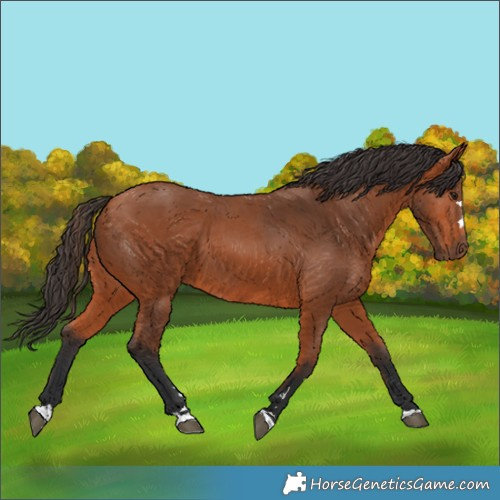 Horse Color:Bay 