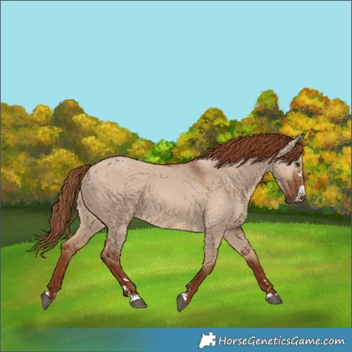 Horse Color:Red Dun 