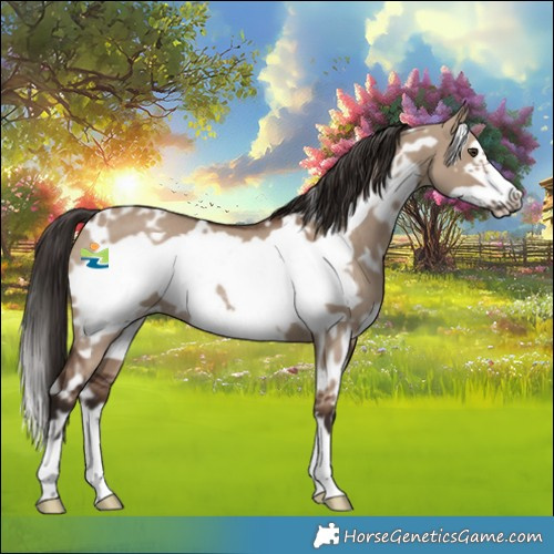 Horse Color:White Spotted Liver Red Dun Frame Rabicano 