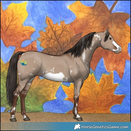 Horse Color:White Spotted Liver Red Dun Frame Rabicano 