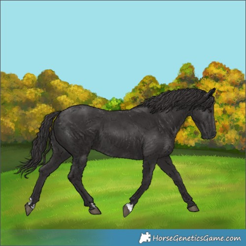 Horse Color:Smoky Black  and Smoky Black 