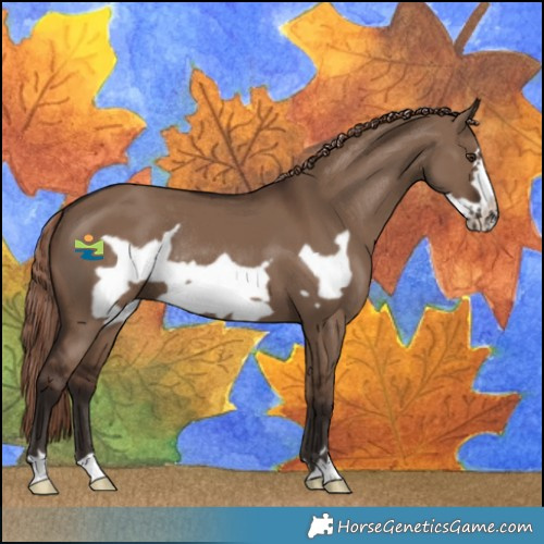 Horse Color:Liver Red Dun Frame Rabicano 
