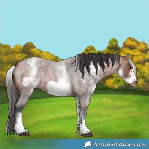 Horse Color:White Spotted Bay Roan Frame
