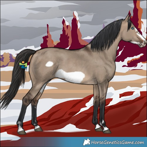 Horse Color:Brown Dun Frame Rabicano