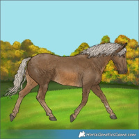 Horse Color:Chocolate Palomino 