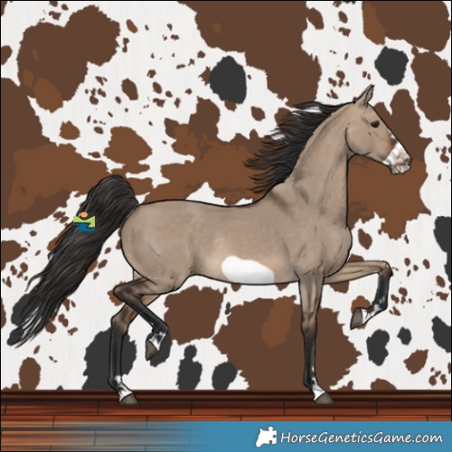 Horse Color:Brown Dun Frame Rabicano 