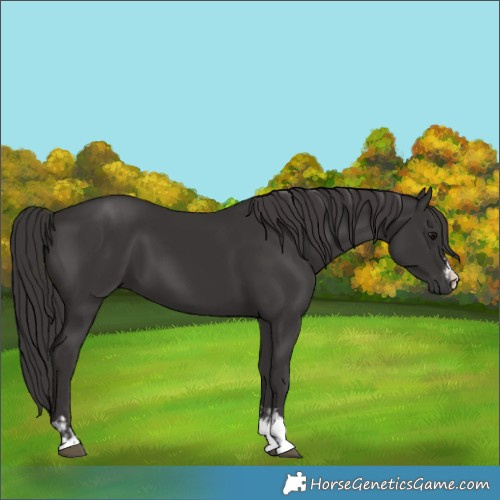 Horse Color:Smoky Black and Smoky Black