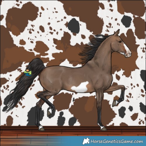 Horse Color:Brown Dun Frame Rabicano