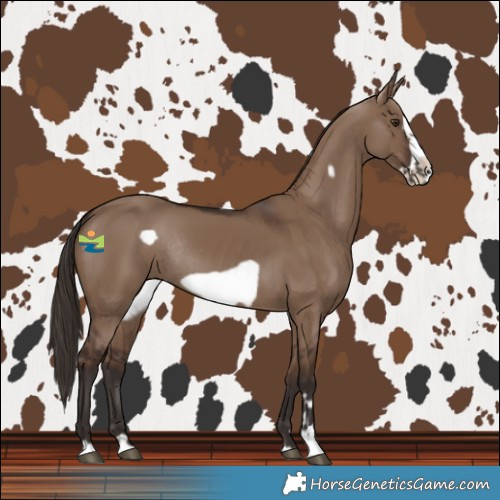 Horse Color:Liver Red Dun Frame Rabicano