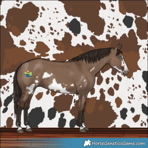 Horse Color:Liver Red Dun Frame Rabicano