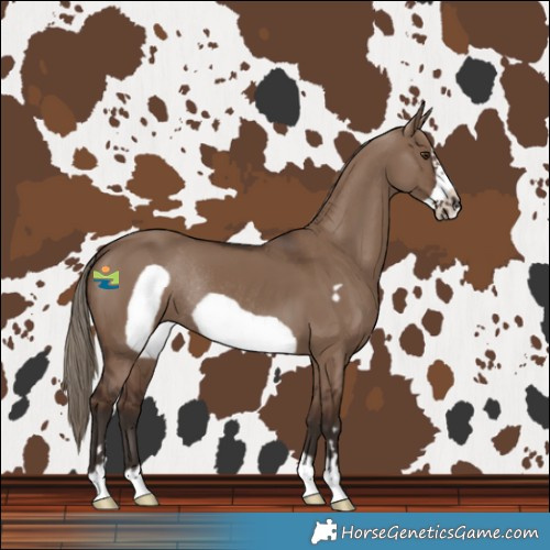 Horse Color:Liver Red Dun Frame Rabicano