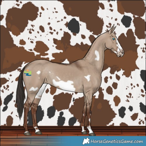 Horse Color:Liver Red Dun Frame Rabicano 