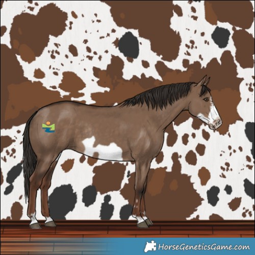Horse Color:Liver Red Dun Frame Rabicano