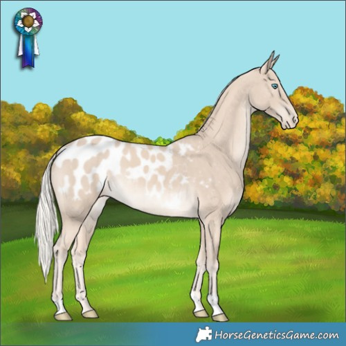 Horse Color:Cremello Appaloosa 